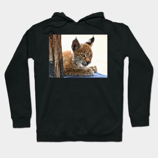 Baby Lynx Hoodie